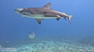 Shark with 1 eye @ Yasawa Islands, Fiji