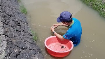 Thăm Lưới / Dớn Đặt Ngây Bọng Nước Cá Tép   Thấy Mê