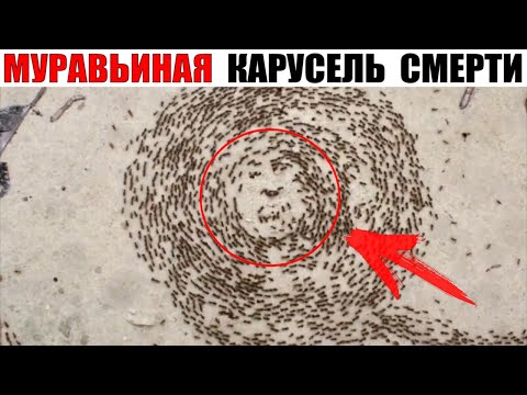 Странное явление, муравьи бегают по кругу пока все не погибнут! И вот почему