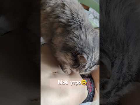 Секрет моего плоского животика . Каждое утро одно и тоже)) #веселье #юмор #секреты #массаж