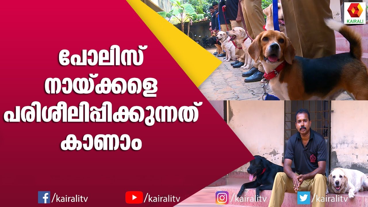 K9 സ്‌ക്വാഡ് കുറ്റവാളികളെ  തിരിച്ചറിയുന്നത് ഇങ്ങനെ | K9 Squad   | Kairali TV