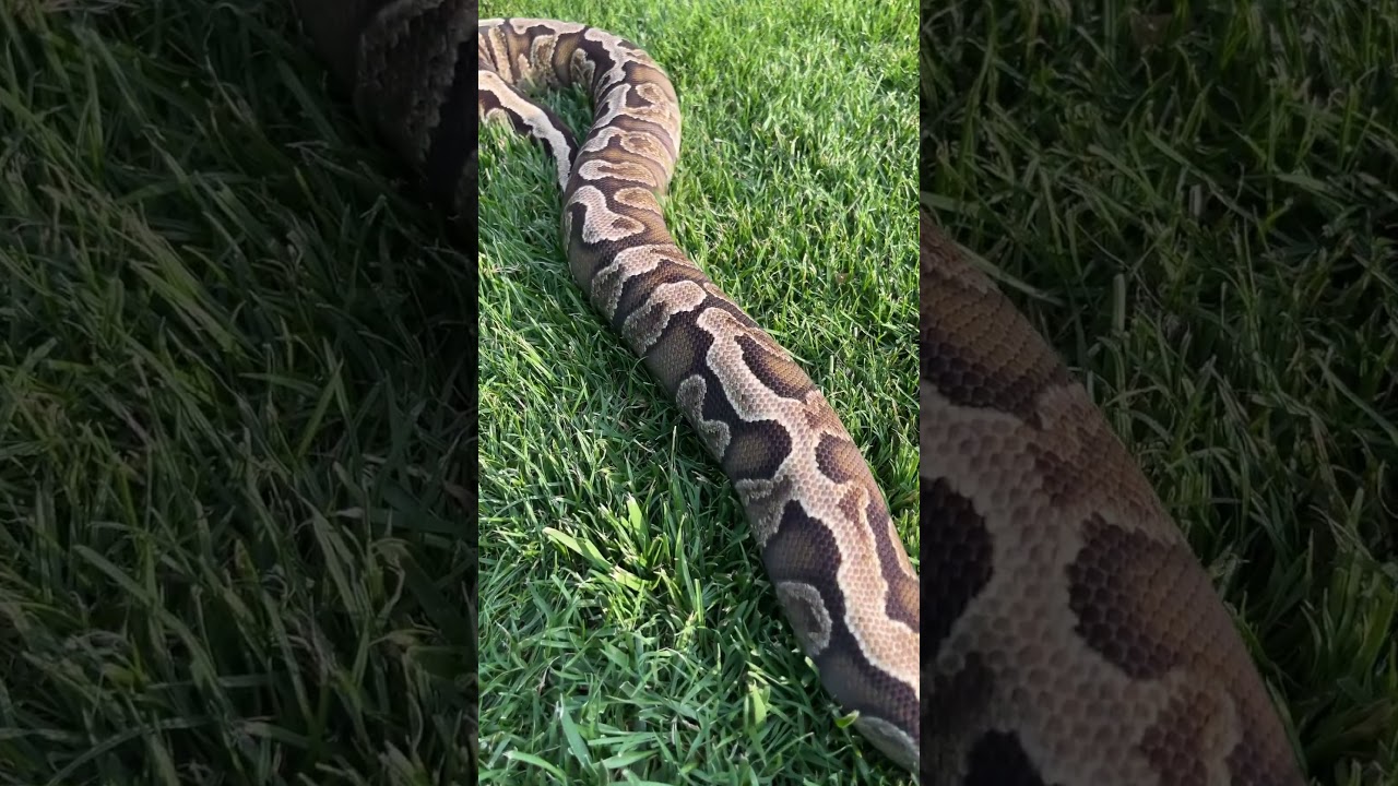 Ghi Fire poss het Clown #pythonregius #waz  #hodowlawęży #reptiles #trawa #spacerek #pytonkrólewski