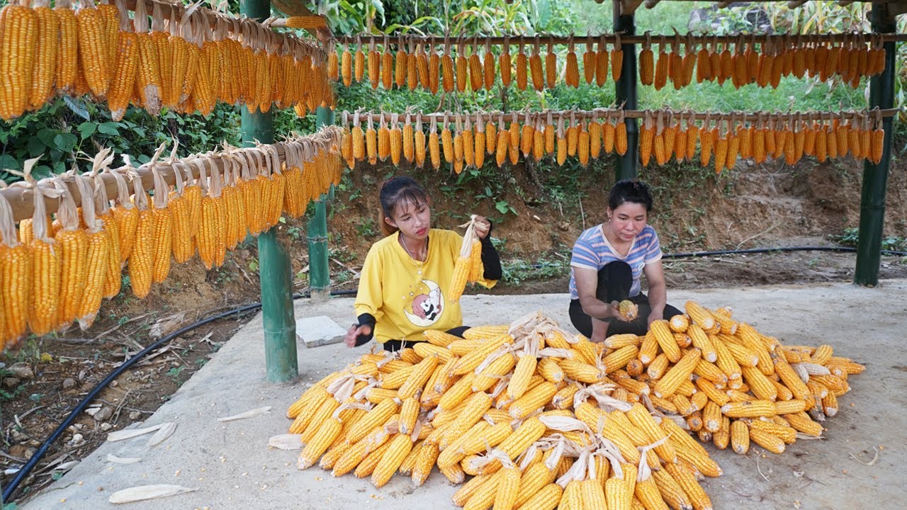 Harvest Corn, Cook and Ferment Corn To Distill Into Alcohol Phương Thiết Build Life Daily