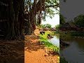 Nature walk in village #villagelife #village #nature #natural