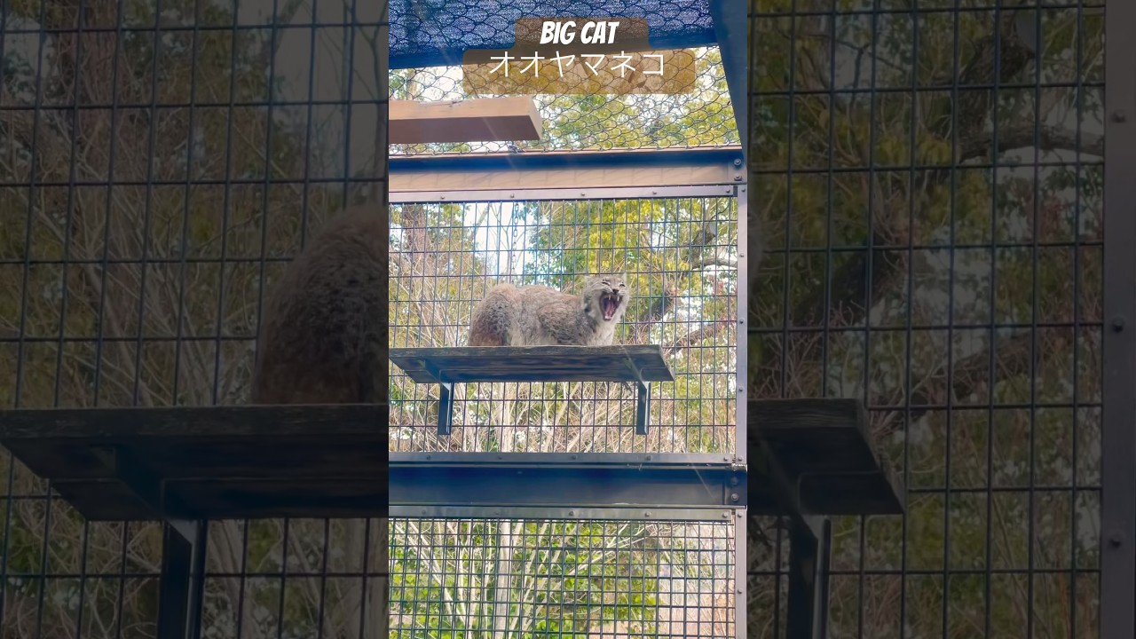 オオヤマネコ　Big cat 