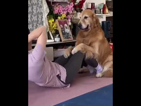 Sahibiyle yoga yapan köpek sosyal medyada viral oldu.