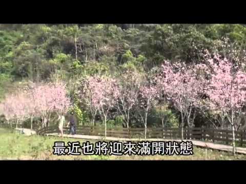 旅行台中 粉櫻染山頭 百花爭美
