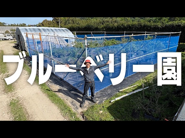 ぷちぷち　限定販売　農家直売（ハウス栽培）新鮮ブルーベリー　3kg We've made it this far!] We'll show you everything behind the
