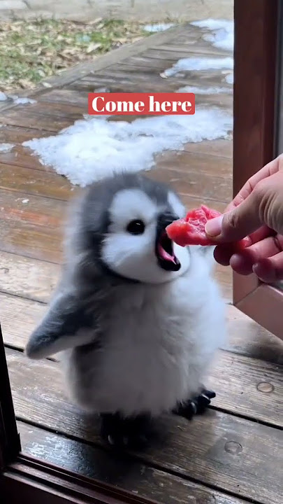 'Adorable Baby Penguin Begs for Food – Cutest Moment Ever!'