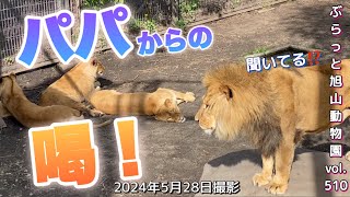 《旭山動物園ライオントラ》ちゃんと聞け雄叫びに無反応すぎて怒るオリト。オリトイオファミリーvol511/Lion family ignores roars and tiger life