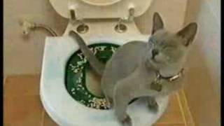 Litter Kwitter - The Original Cat Toilet Training System