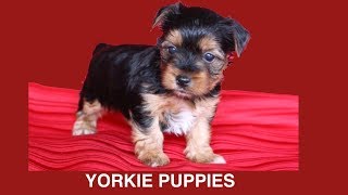 YORKSHIRE TERRIER PUPPIES WHELPING - 6 WKS OLD- DIY Dog Food & Fun by Cooking For Dogs by CookingForDogs 28,129 views 4 years ago 7 minutes, 36 seconds