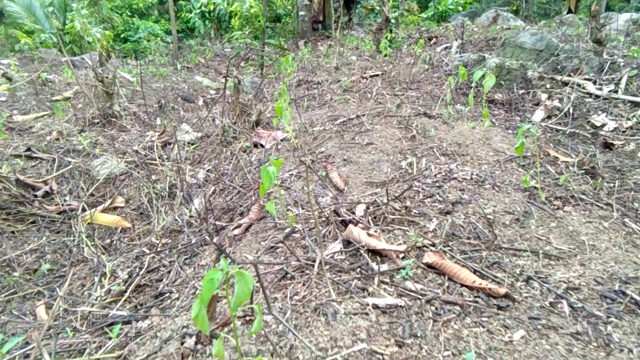 Cara menanam cabe tanpa olah tanah (TOT) 1. 