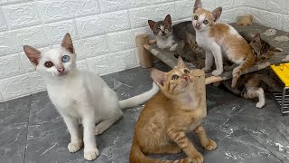 The kittens are very happy now, they are very happy playing together by Take Me HOME 179 views 2 months ago 5 minutes, 51 seconds