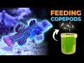 Harvesting copepod culture to feed mandarin dragonet  blue reef tank