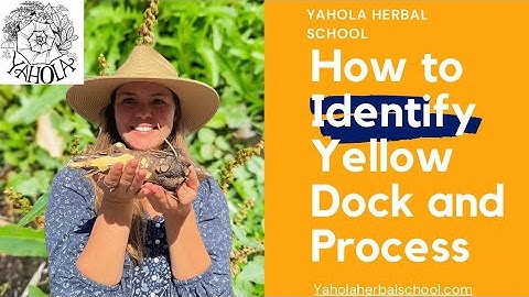 Learn How to Identify Yellow Dock (Rumex crispus) and How to Process for Medicine!