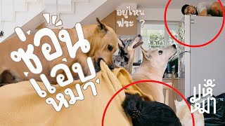 เล่นซ่อนแอบกับหมา ระดับโคตรยาก ! - มหึหมา EP152