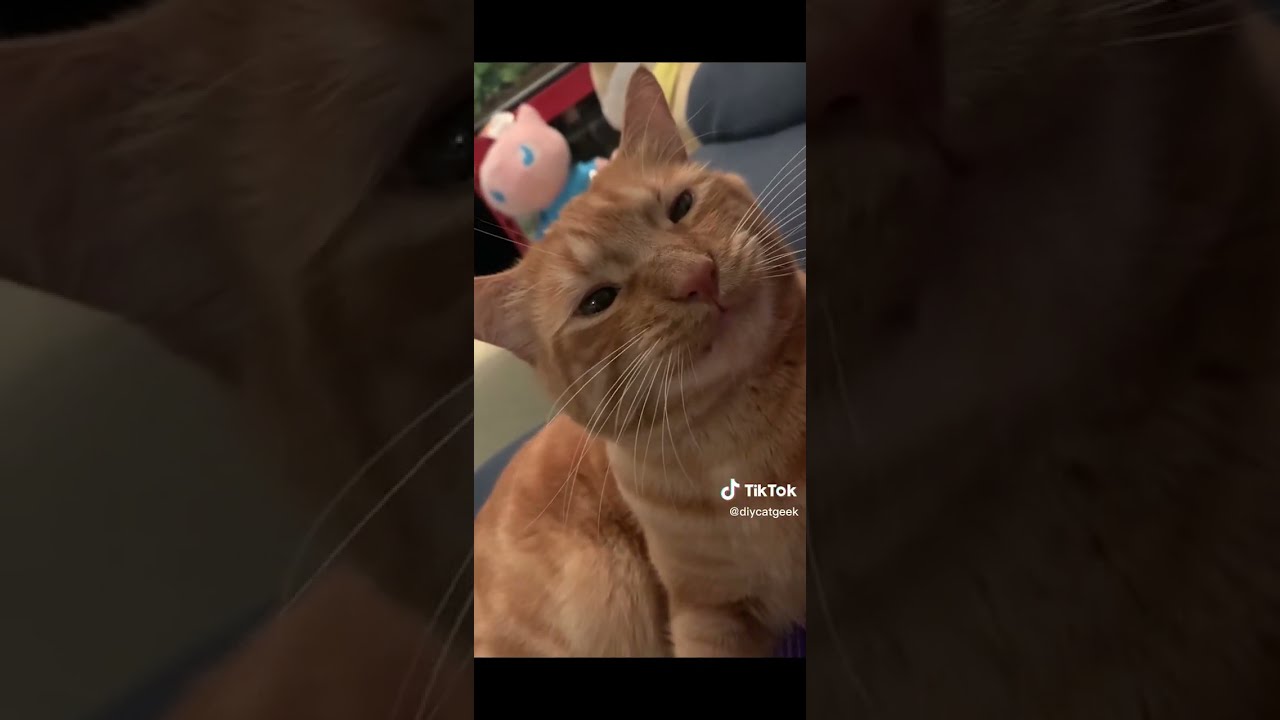 5 Minutes Of Strange Tiktok Cat Content - Youtube