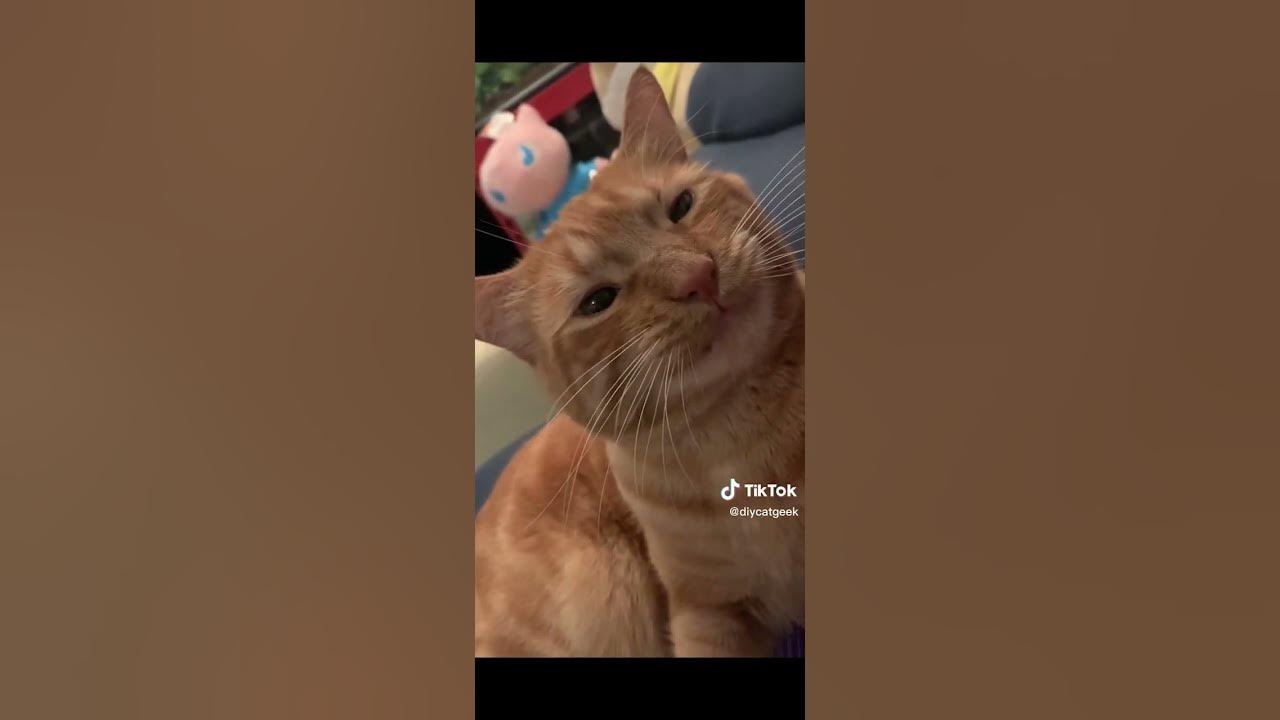 5 Minutes Of Strange Tiktok Cat Content - Youtube