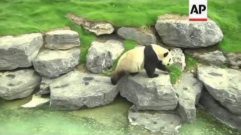 Two giant pandas went on public display at a zoo in Belgium on Thursday. They arrived at Pairi Daiza