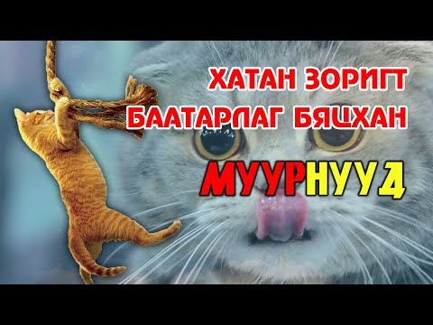 Видео: Муурны үсний бөмбөлөгтэй холбоотой асуудлуудыг юу хийх вэ