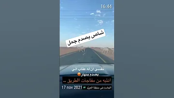 شلون ما شاف الجمل Shorts 