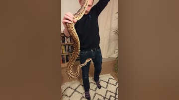 How big is this male Ball Python? 🤔