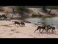 Part 2 : Wild Dog vs Lone Hyena at Klaserie Waterhole