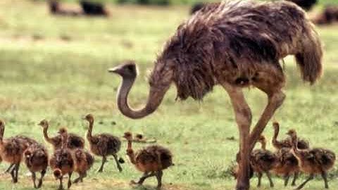 Poultry Farming | Course Code 211 | Program 7 | Broiler | AIOU