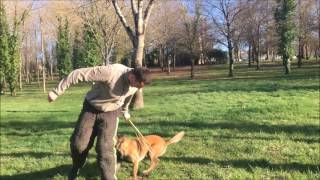 Malinois Lucy À Graulhet Le 25 Février