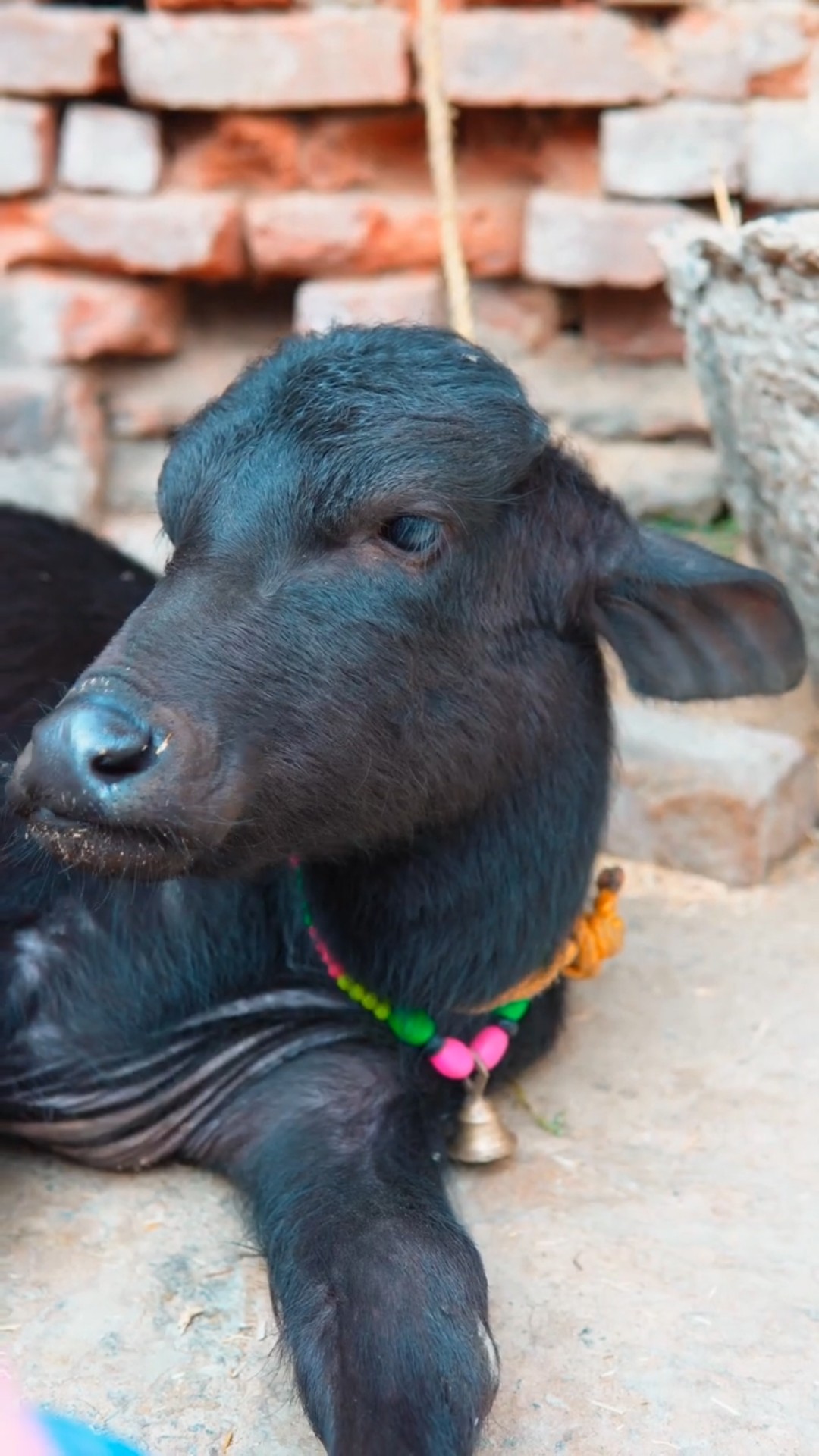 Maha ko nahi jana hai apne ?nandu ko chhodkar