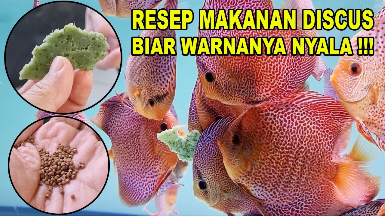 RESEP MAKANAN DISCUS BIAR WARNANYA NYALA KAYAK LAMPU POHON NATAL
