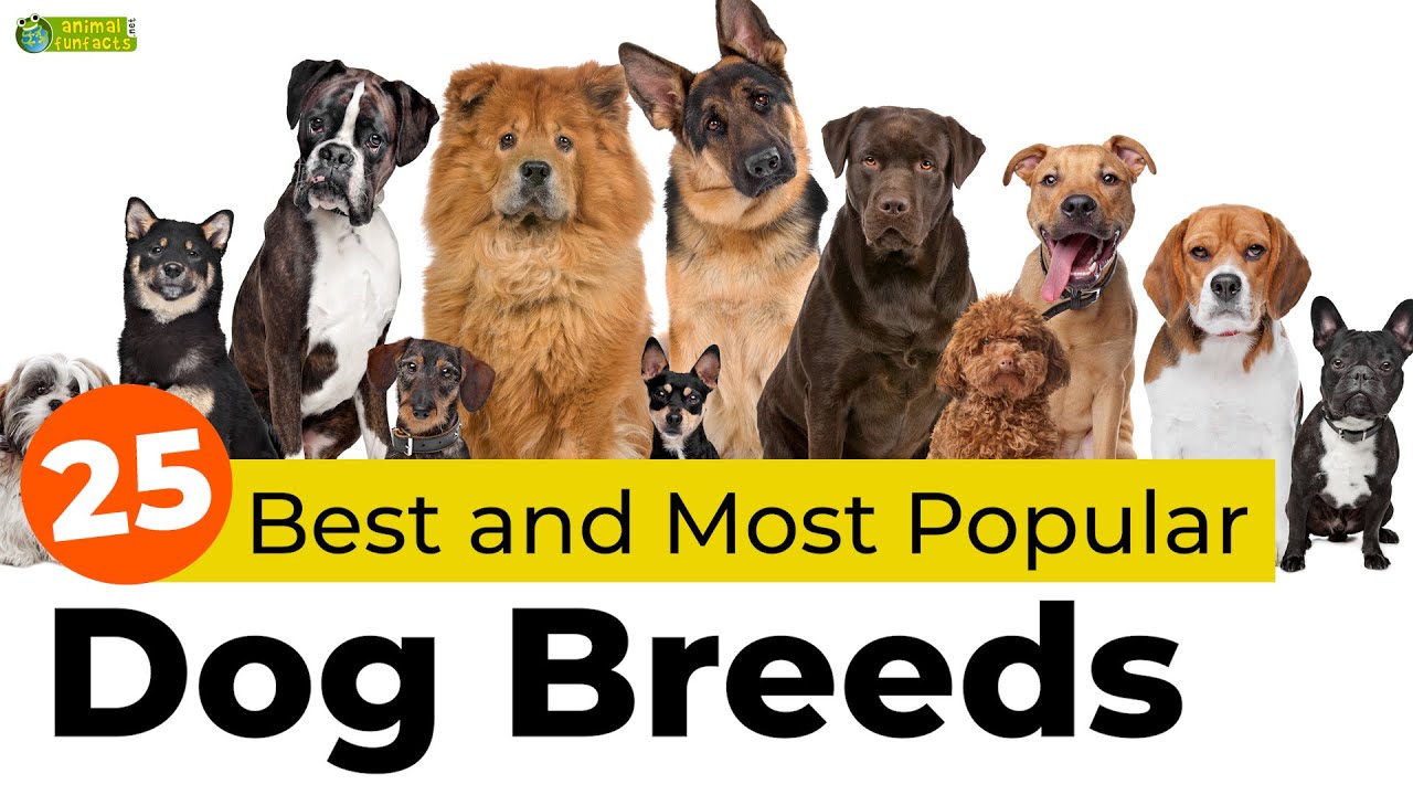 Top 25 Best and Most Popular Dog Breeds YouTube