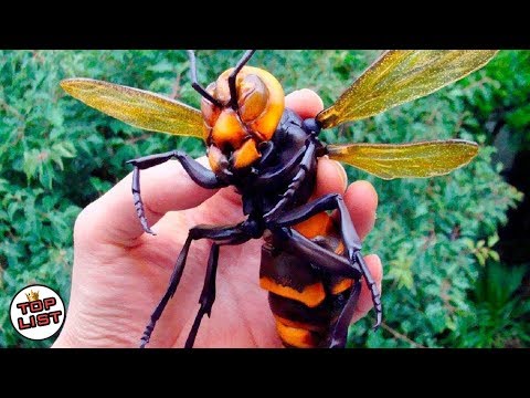 Video: Serangga yang paling berbahaya. Perarakan 