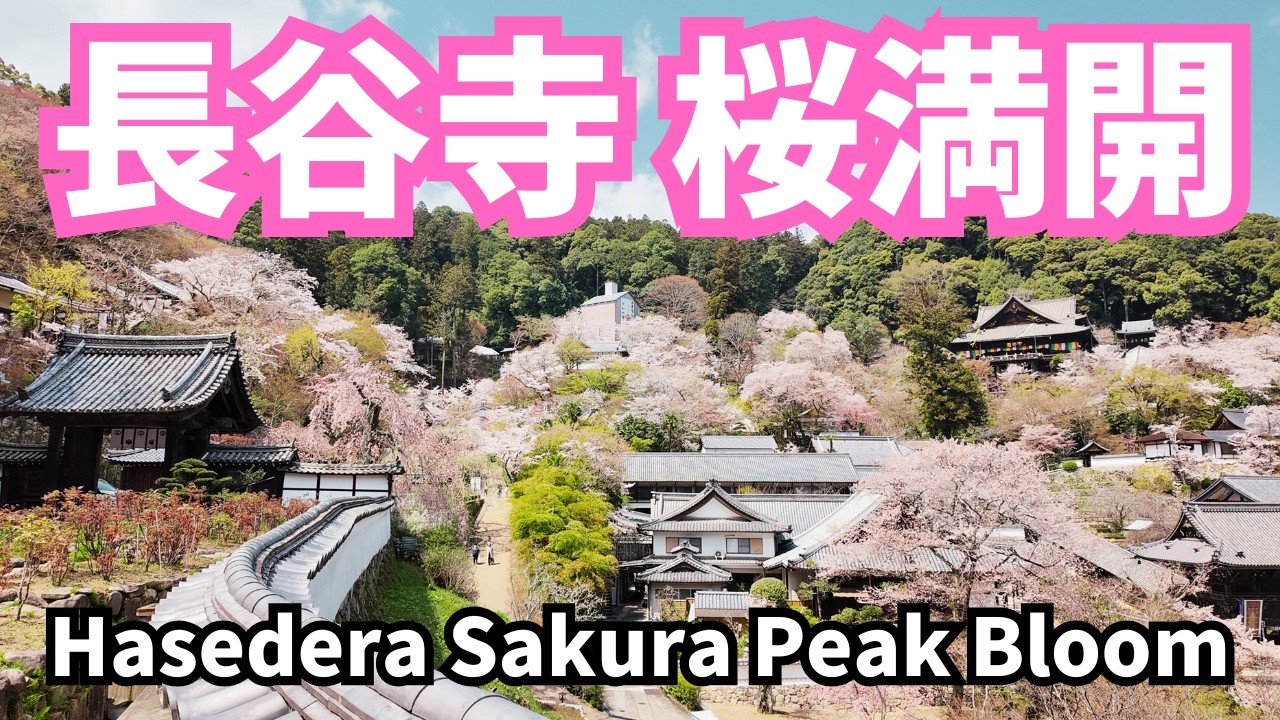 速報】奈良・長谷寺 桜満開！今が最高の時 2026.4.2 - YouTube
