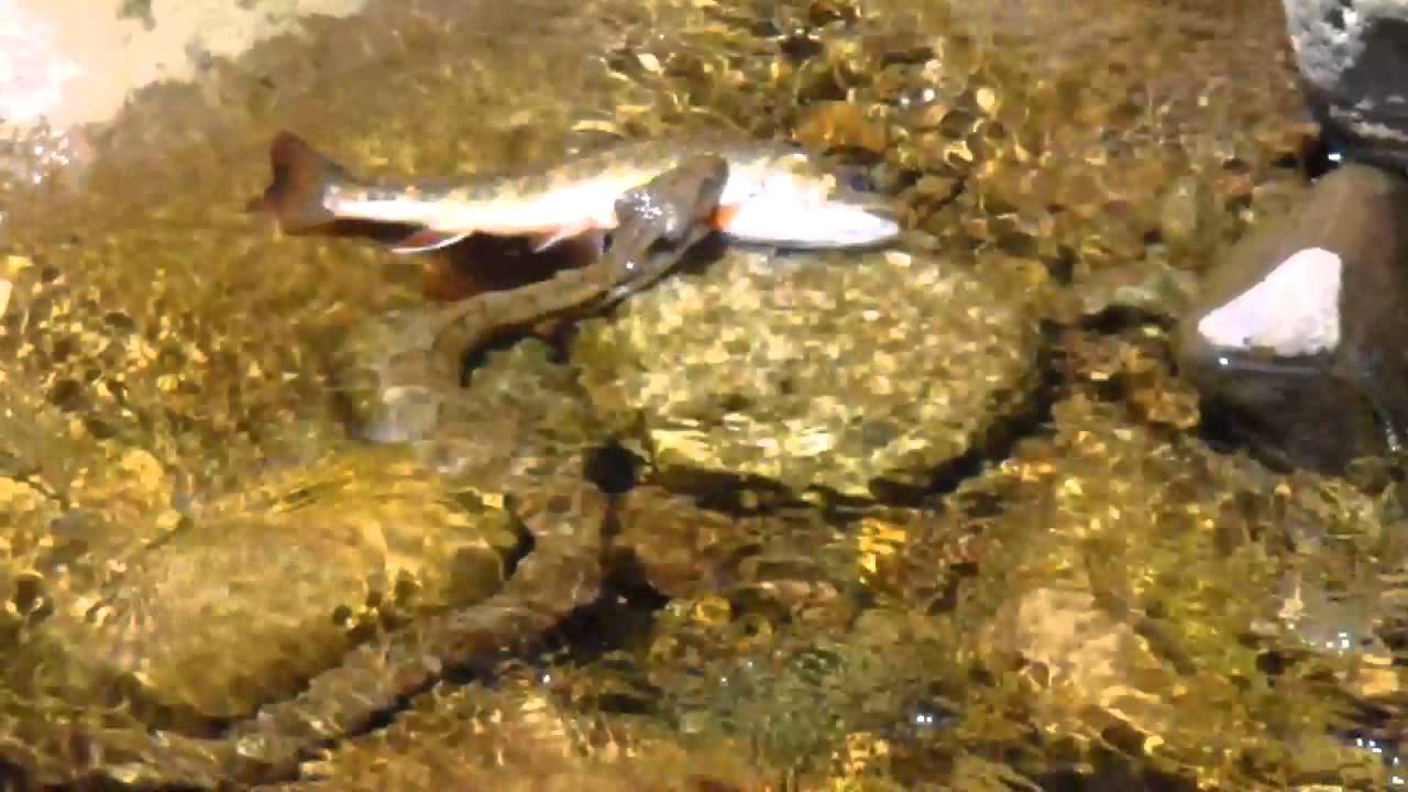 water moccasin eating brook trout YouTube