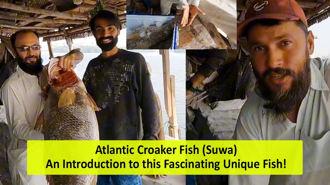 Atlantic Croaker Fish (Suwa) | An Introduction to this Fascinating ...