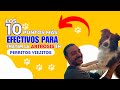 Los 10 puntos más efectivos para tratar la artrosis en perritos viejitos