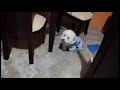 Sistema de Monitoreo de Comportamiento Animal Mediante Sensores Digitales y SoC ESP32