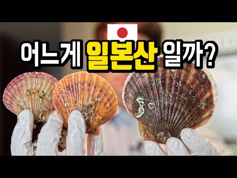 [ENGSUB] Is Japanese Scallop Safe? What&rsquo;s the difference from Korean scallop?