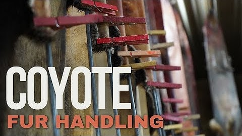 How to Skin and Flesh a Coyote - Fur Handling