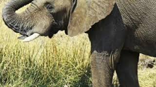 African Bush Elephant - Mama Took Those Batteries