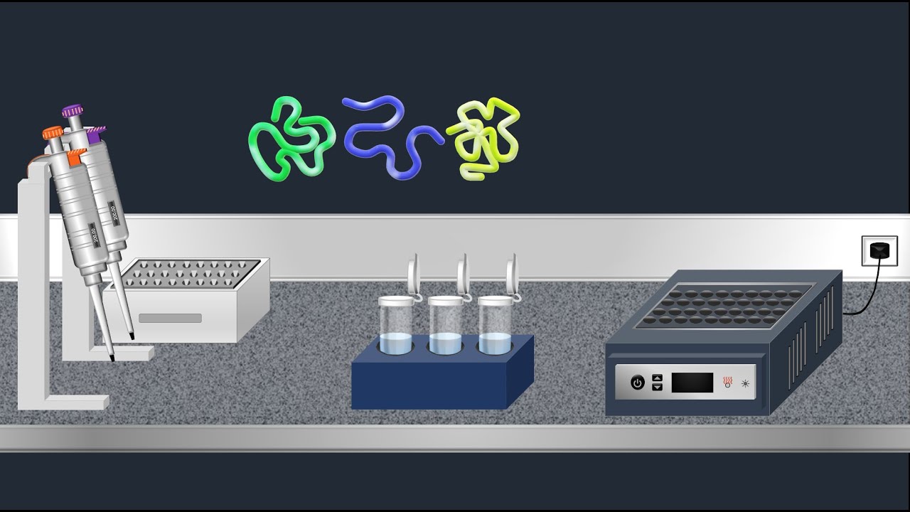 Sds-Page, Sodium Dodecyl Sulfate–Polyacrylamide Gel Electrophoresis–Animation