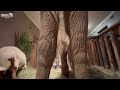 Soul Sundays with albino elephant, Khanyisa & her sheepy friends, Lammie & Nungu