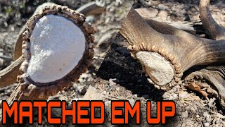 SHED HUNTING 2024 | BROWN SET ELK SHEDS | ELK SHED HUNTING