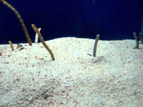 Sea Snakes Jutting Out From The Sand Underwater World Sentosa