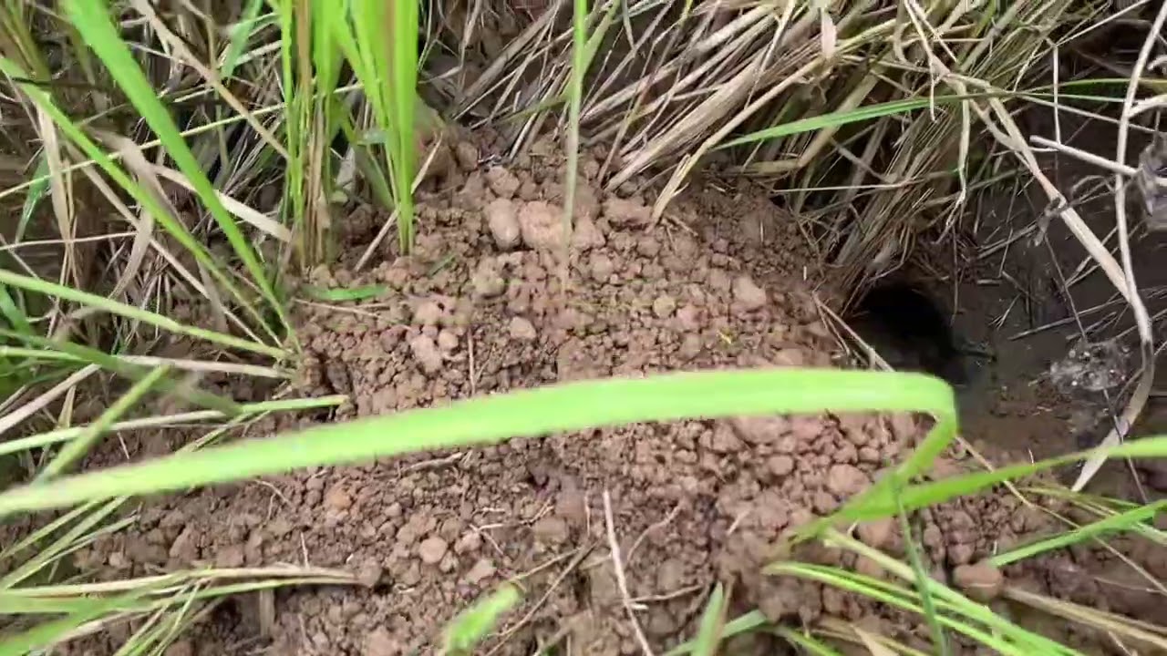 ดักหนูหมายนาข้าวเหลือง หลังบ้าน พอมีตัวอยู่ครับ ดักหนู  ฝากกดติดตามด้วยนะครับ