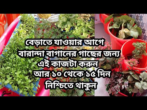 এইভাবে বারান্দা বাগানের গাছ রাখলে, ১০ থেকে ১৫ দিনের জন্য বাহিরে বেড়াতে যেতে পারবেন নিশ্চিতে ||