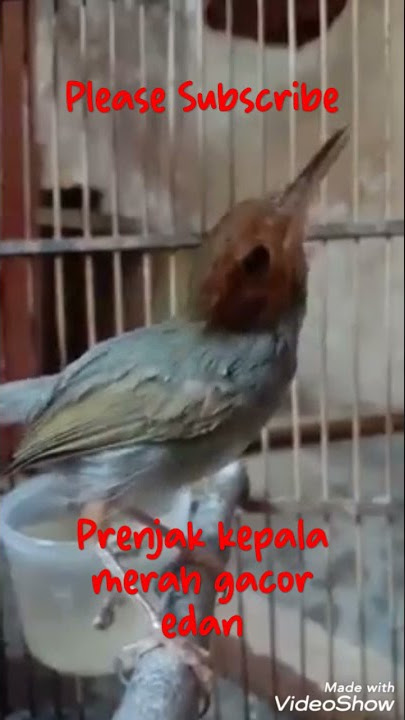 SUARA PRENJAK KEPALA MERAH GACOR EDAN.#Short.