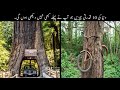 10 Unusual Nature Controling Things You Never Seen Before | قدرت کی طاقت | Haider TV